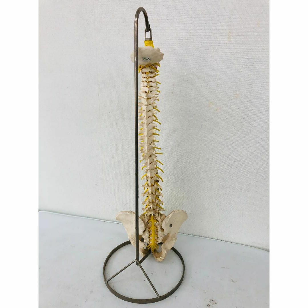 脊柱骨格模型 背骨 骨格標本 中古 西ドイツ CLA 吊り下げ台座付(90cm) その他のその他(その他)の商品写真