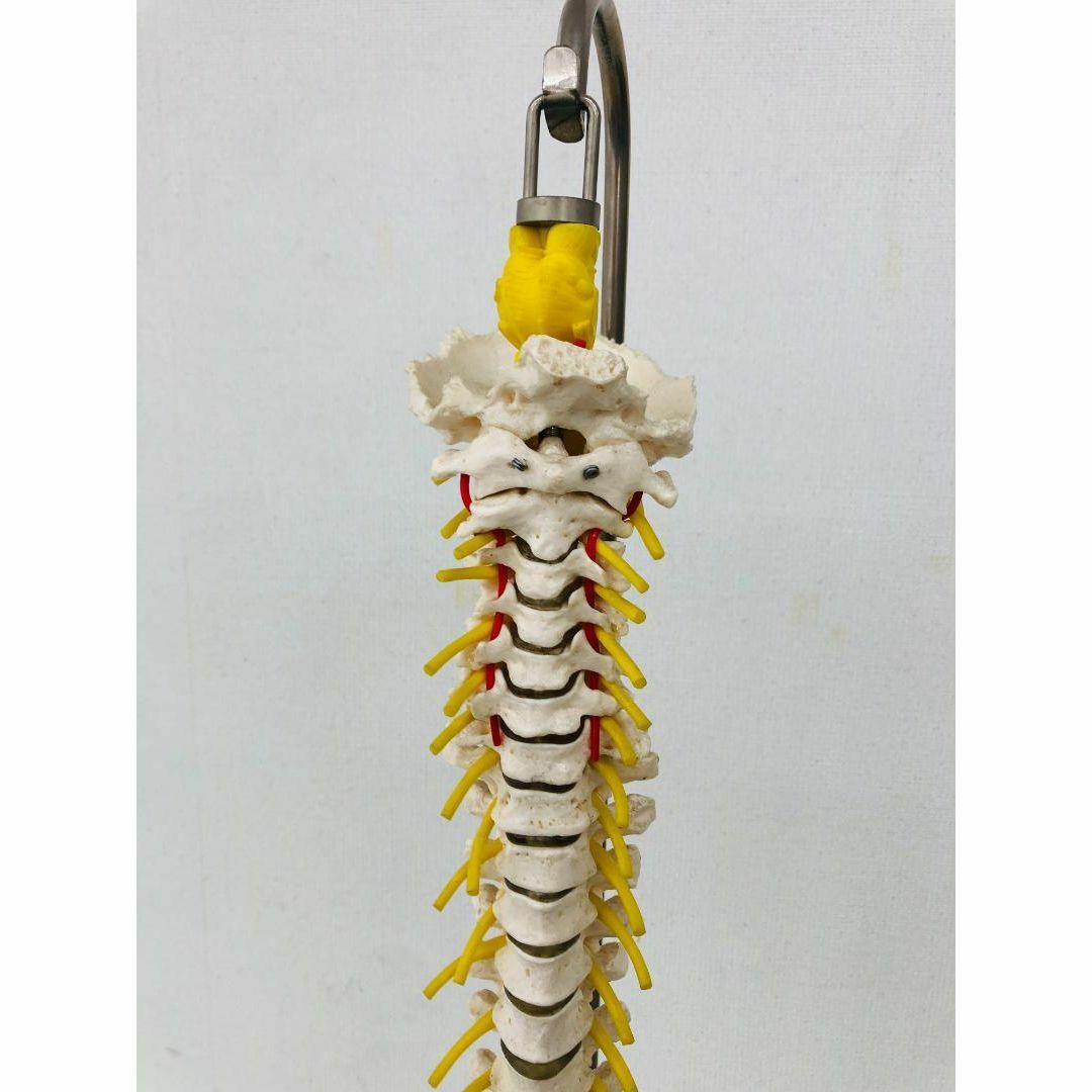 脊柱骨格模型 背骨 骨格標本 中古 西ドイツ CLA 吊り下げ台座付(90cm) その他のその他(その他)の商品写真