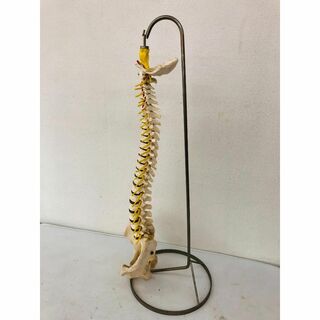 脊柱骨格模型 背骨 骨格標本 中古 西ドイツ CLA 吊り下げ台座付(90cm)(その他)