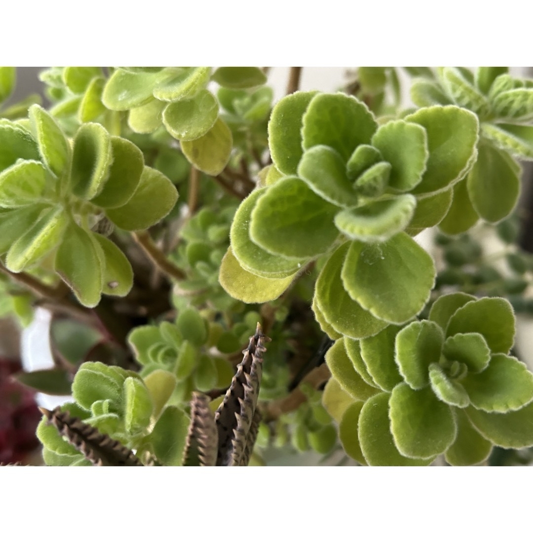 多肉植物❤︎アロマティカス❤︎カット苗❤︎8本 ハンドメイドのフラワー/ガーデン(その他)の商品写真