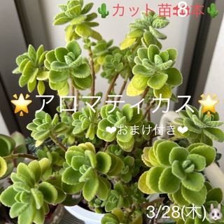 多肉植物❤︎アロマティカス❤︎カット苗❤︎8本