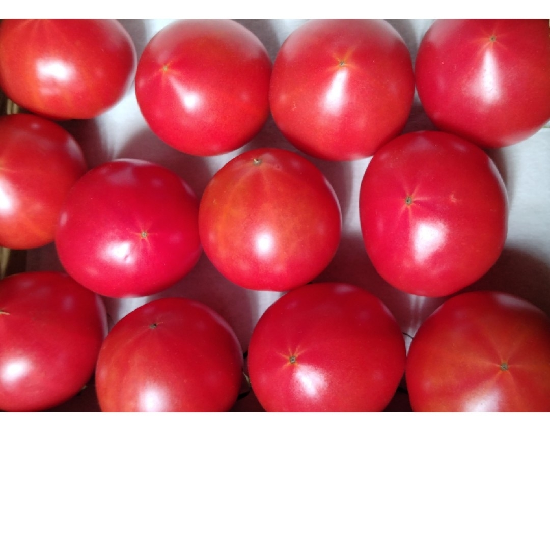 高知県産 徳谷トマト フルーツトマト 送料無料 約2kg 食品/飲料/酒の食品(野菜)の商品写真