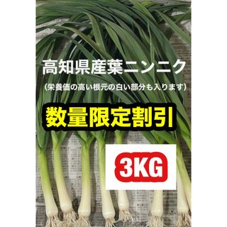 高知県産葉にんにく　葉ニンニク　産地直送3kg dmjwjg(野菜)