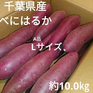 千葉県産　べにはるか　さつまいも　サツマイモ　Lサイズ　約10.0㎏(野菜)