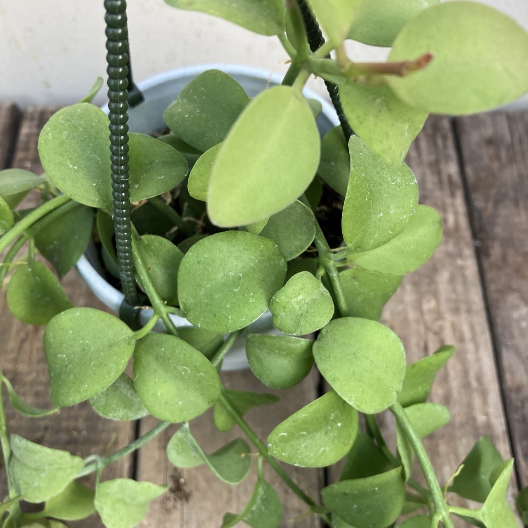 観葉植物ディスキディア　アップルグリーン　吊り鉢 ハンドメイドのフラワー/ガーデン(その他)の商品写真