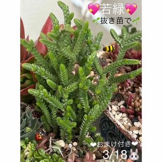 多肉植物❤︎若緑❤︎抜き苗❤︎おまけ付き❤︎寄せ植えにも♪(その他)