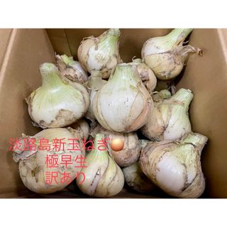 淡路島　新玉ねぎ　訳あり約10キロ(野菜)