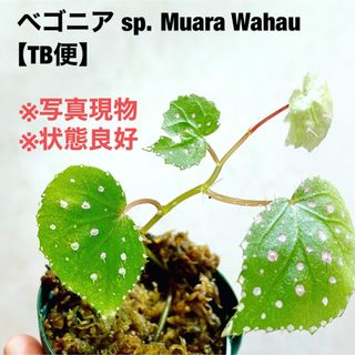 ◆ ベゴニアsp.ムアラ ワハウ 東カリマンタン   #植物さかな屋　TB便(その他)