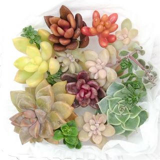 多肉植物 カット苗 10 黄麗、ブロンズ姫、虹の玉、チョコレート錦他