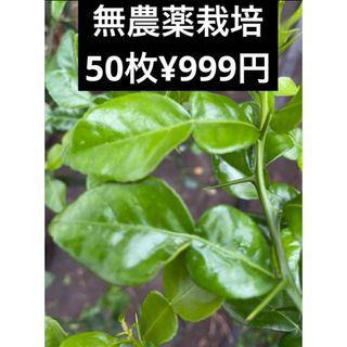 フレッシュ　コブミカンの葉　こぶみかん　こぶみかん　葉　バイマックル葉  50枚(野菜)