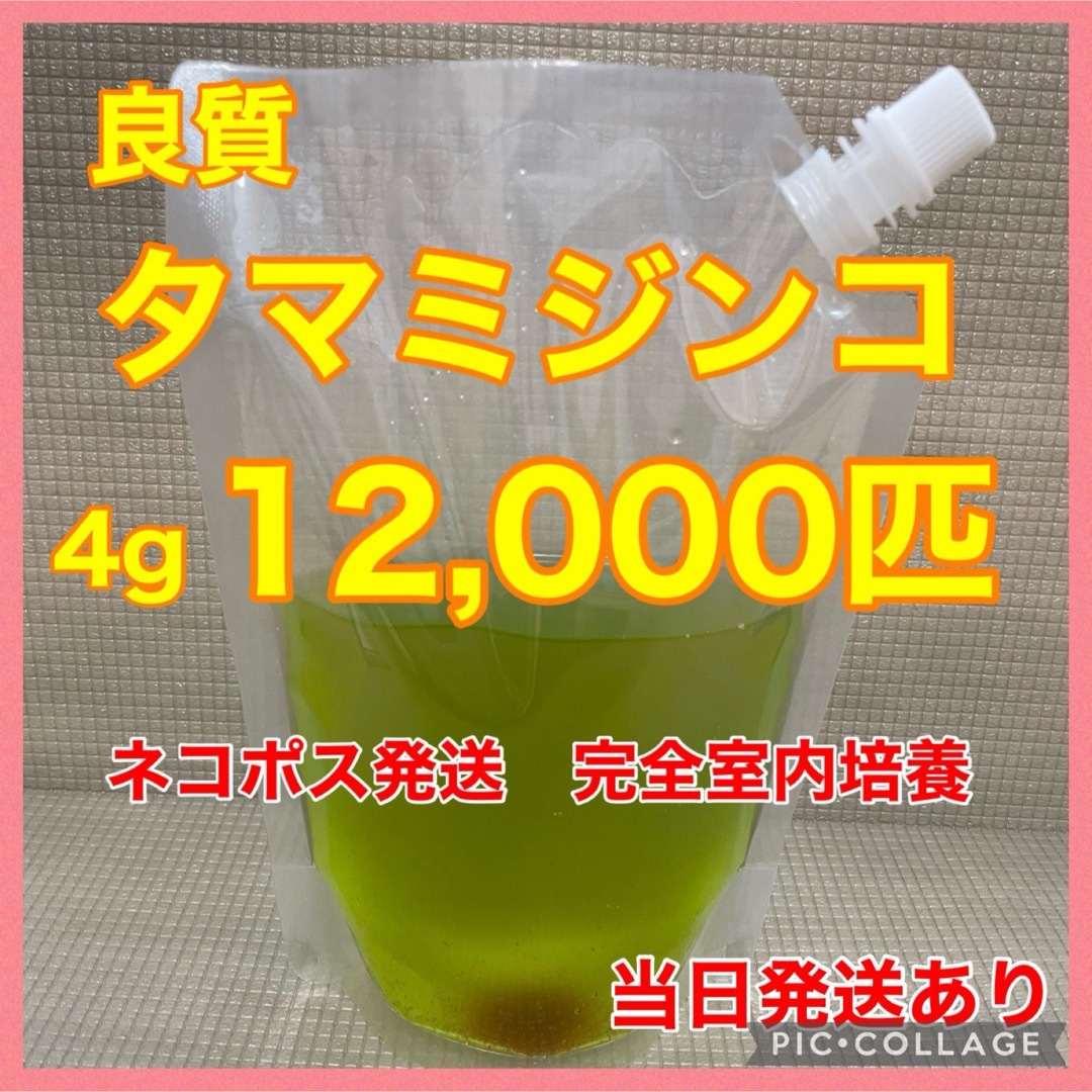 良質　タマミジンコ　12,000匹　生き餌　加温メダカ　産卵促進　色々 その他のペット用品(ペットフード)の商品写真