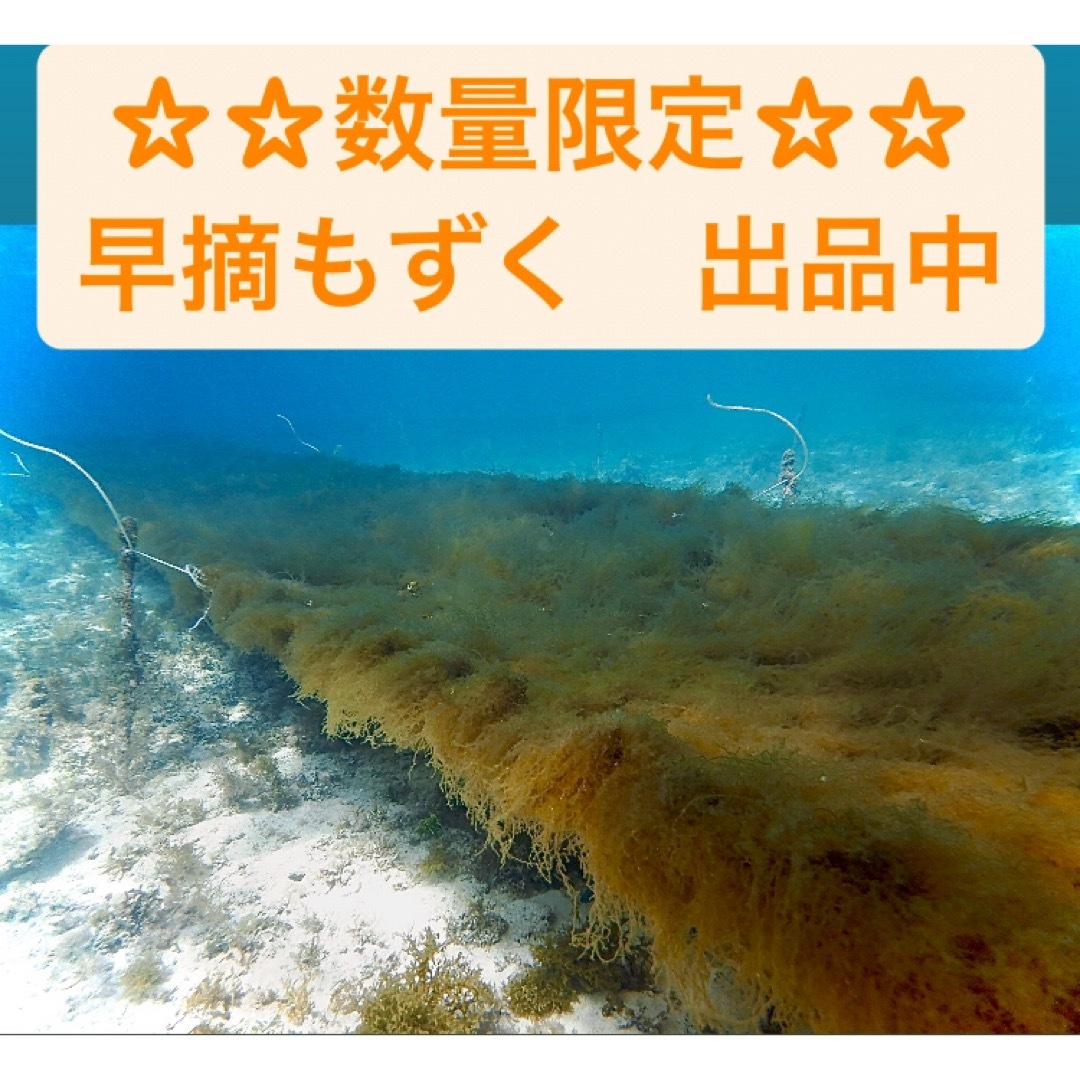 この時期だけ　新物　生産者直送　早摘もずく3キロ　塩蔵　送料無料　特産品 食品/飲料/酒の食品(野菜)の商品写真