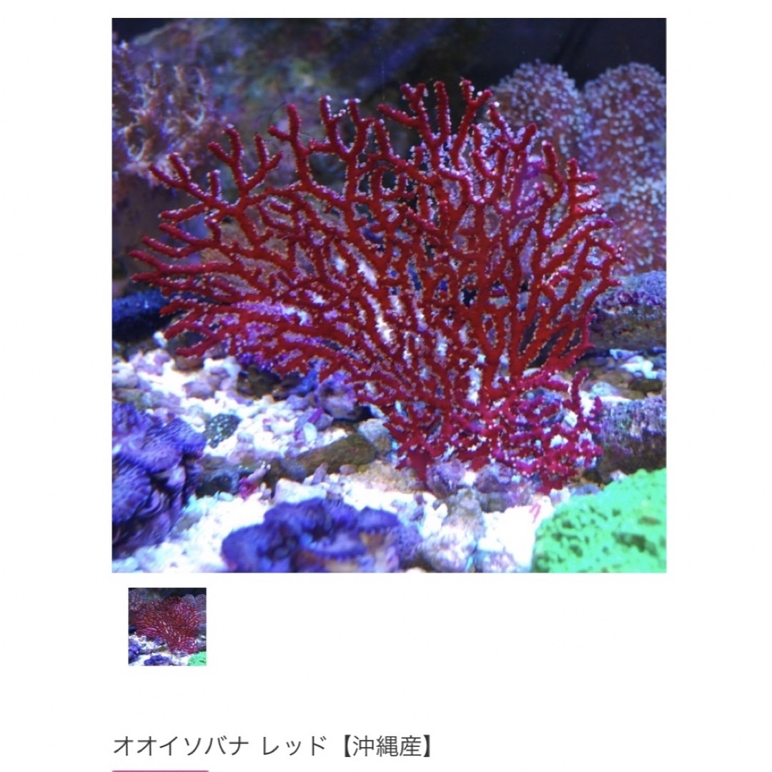 天然珊瑚　ローズ彫刻　ブラックスピネルトルネードリング レディースのアクセサリー(リング(指輪))の商品写真