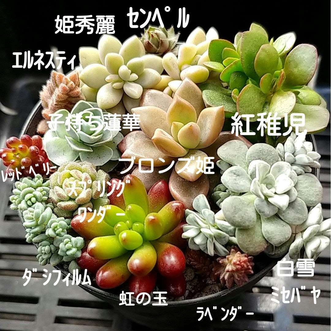 多肉植物カット苗セット11 ハンドメイドのフラワー/ガーデン(その他)の商品写真