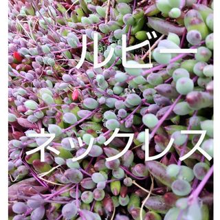 多肉植物  ルビーネックレス  カット苗(その他)