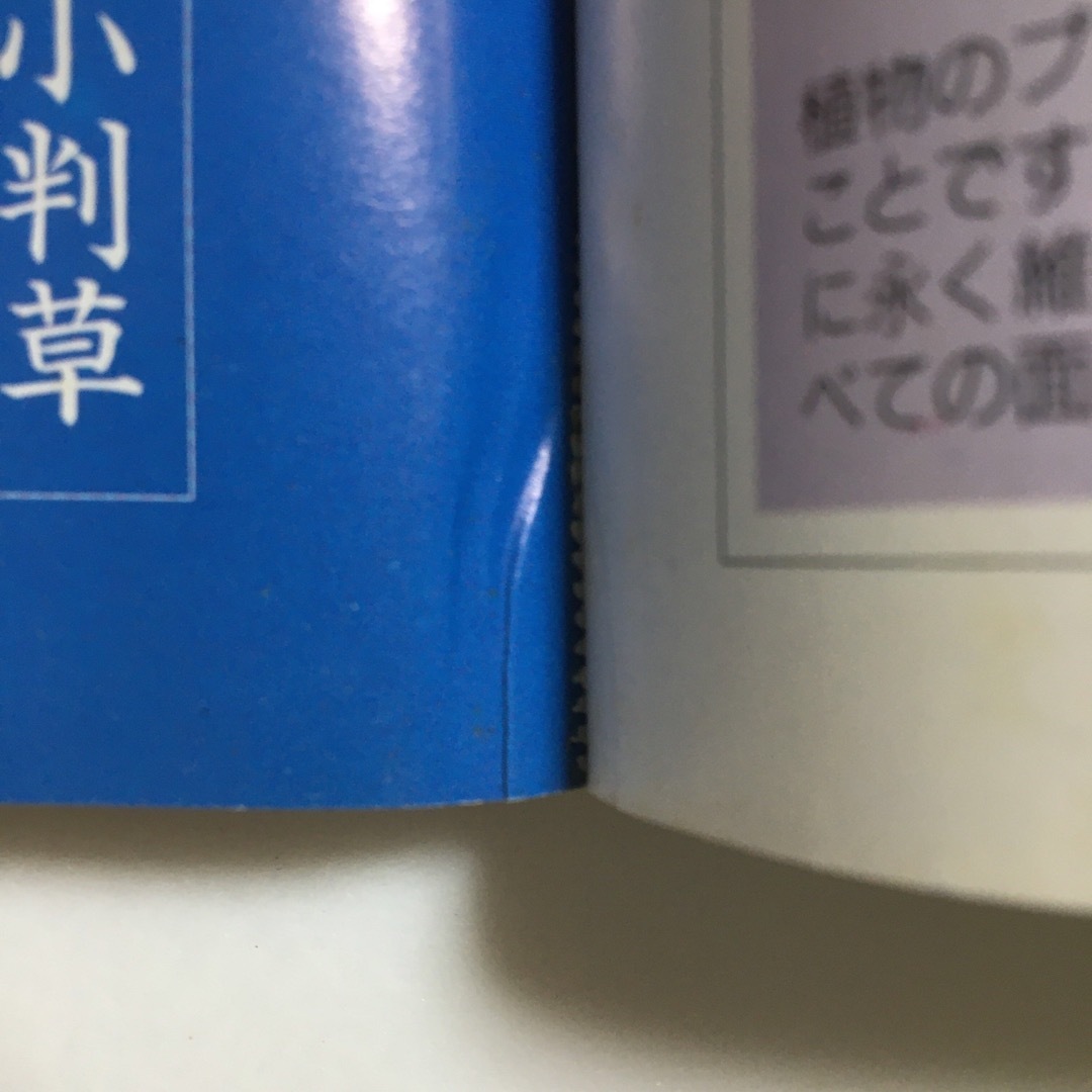 盆栽世界　1998年6月号　花もの盆栽　1998年7月号　草もの盆栽　本　雑誌 エンタメ/ホビーの雑誌(趣味/スポーツ)の商品写真