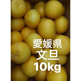 愛媛県産　文旦　柑橘　10kg(フルーツ)