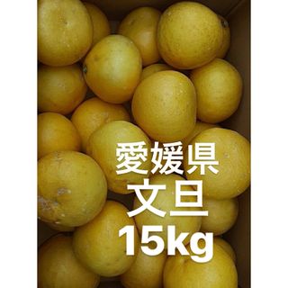 愛媛県産　文旦　柑橘　15kg(フルーツ)