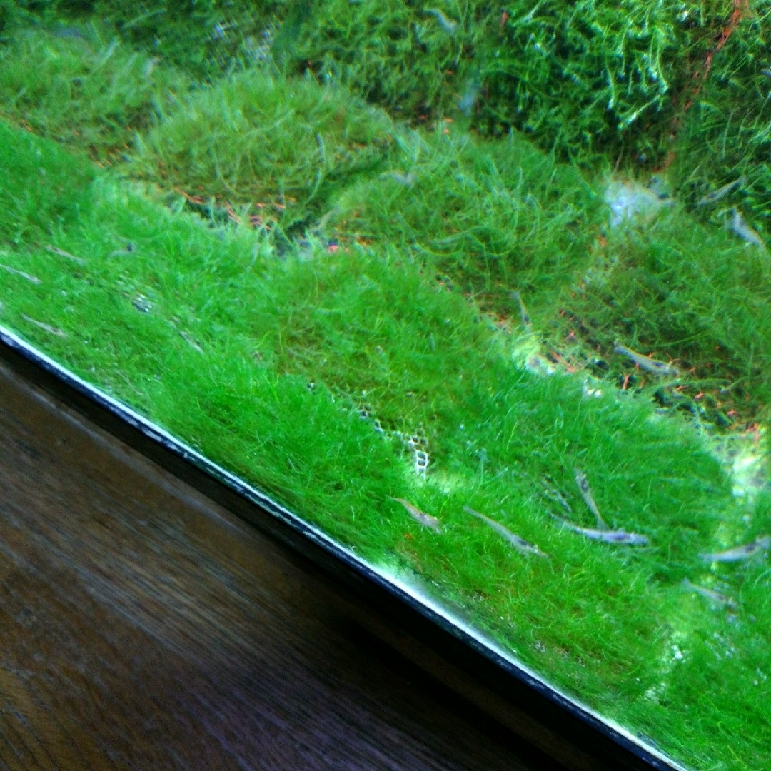 ウィローモスマット　２枚　72cm2　アクアリウム　水草 その他のペット用品(アクアリウム)の商品写真