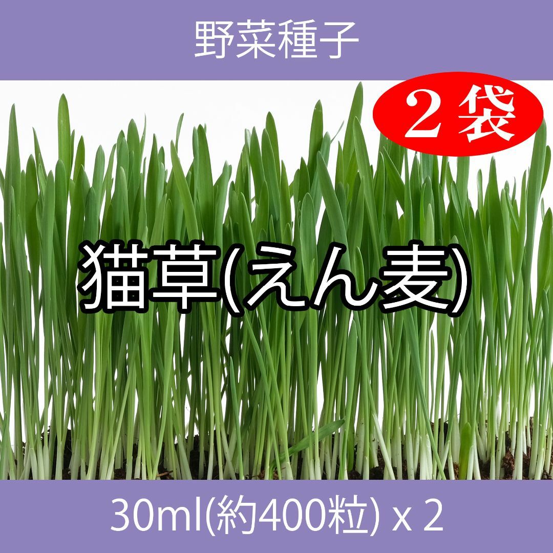 野菜種子 EAK 猫草(えん麦) 30ml(約400粒) x 2袋 食品/飲料/酒の食品(野菜)の商品写真
