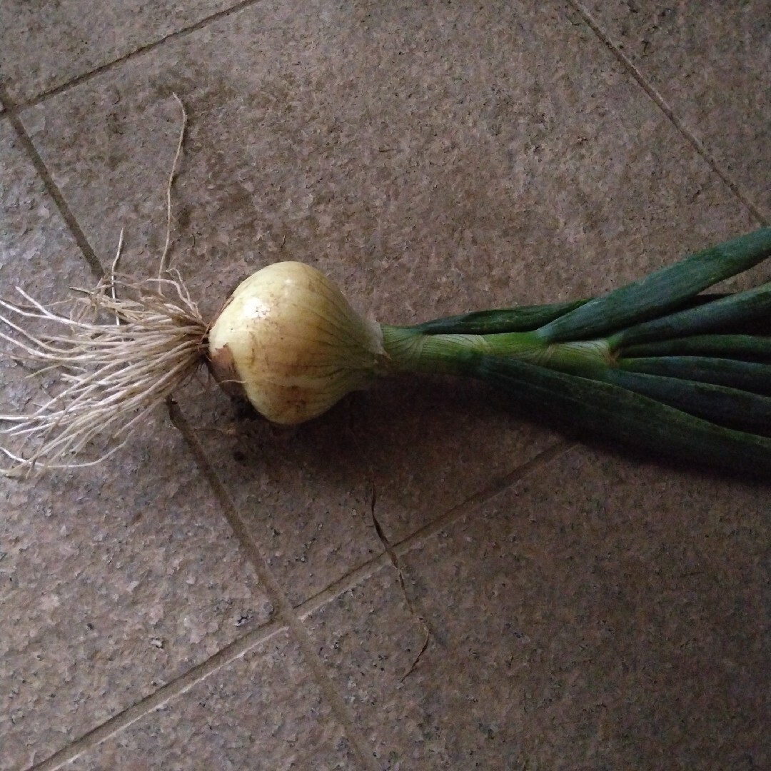 農薬不使用　新玉ねぎの葉っぱ　葉玉ねぎ　80サイズ 食品/飲料/酒の食品(野菜)の商品写真