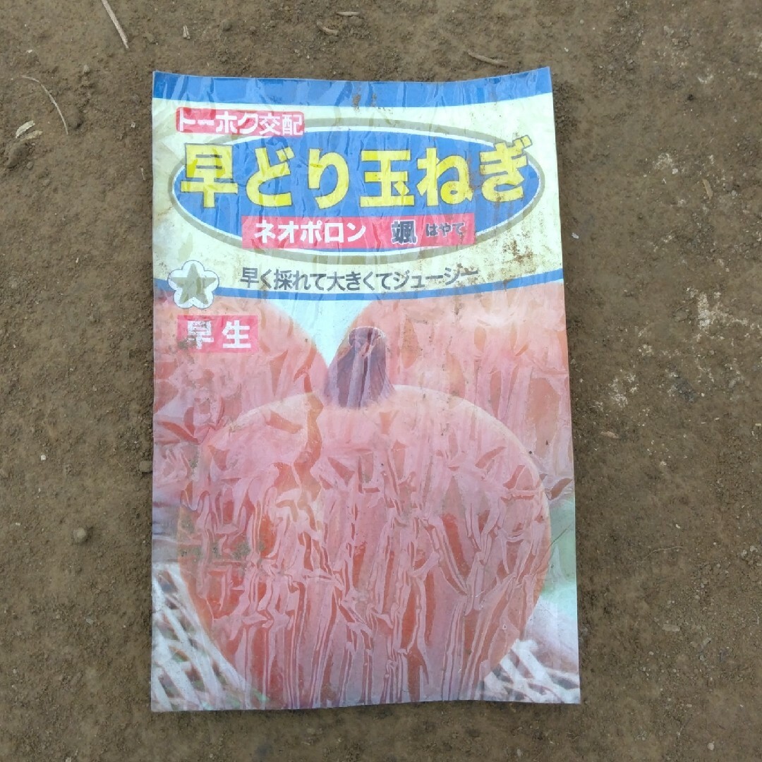 農薬不使用　新玉ねぎの葉っぱ　葉玉ねぎ　80サイズ 食品/飲料/酒の食品(野菜)の商品写真