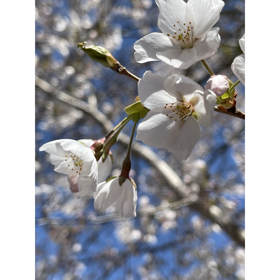 桜 ソメイヨシノ 挿し穂 12本■送料無料　ゆうパケット　/挿木 庭木 さくら ハンドメイドのフラワー/ガーデン(その他)の商品写真