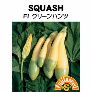 ＜野菜の種＞珍しいズッキーニ　F1グリーンパンツ　８粒　たね(プランター)