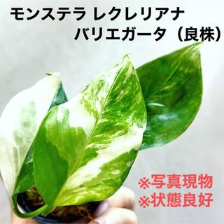 ◆ モンステラレクレリアナバリエガータ Monstera  #植物さかな屋(その他)