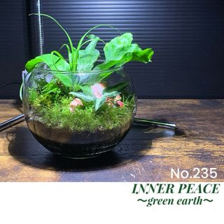 No.235  苔アート　苔テラリウム　タマゴケ　ジュエルオーキッド 　完成品