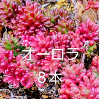 多肉植物  紅葉中の《 オーロラ 》カット苗(その他)