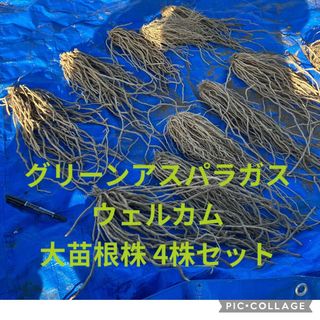 大苗根株4株セット グリーンアスパラガス ウェルカム(野菜)