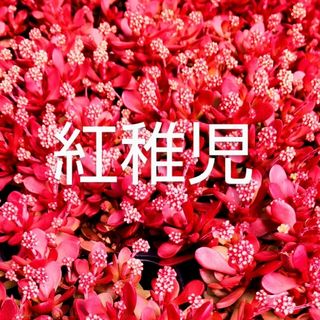 多肉植物  真っ赤な《 紅稚児》 抜き苗(その他)