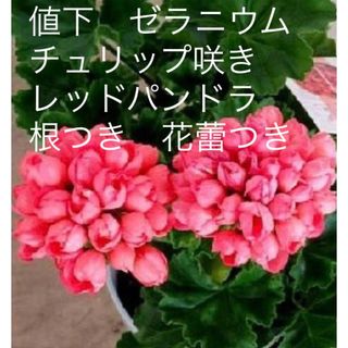 値下　ゼラニウム　チュリップ咲き　レッドパンドラ　根つき　花蕾つき(その他)