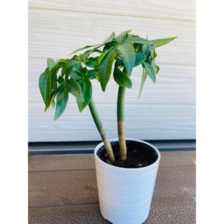 実生パキラ　2株まとめてセット　開運☆観葉植物(プランター)