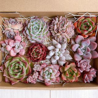 №698 多肉植物 韓国苗 エケベリア♡韓国苗セット♡名前付き 現品 匿名発送