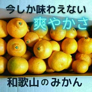 今が旬！訳ありみかん 和歌山県産 三宝柑　農家直送　ご家庭用 7kg(フルーツ)