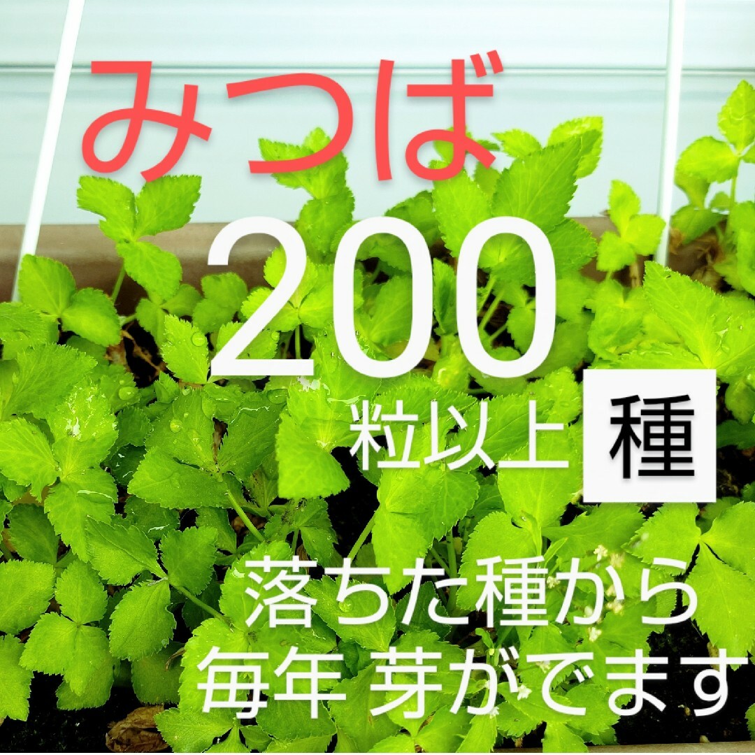 みつば⭐三つ葉の種　200 粒以上　無農薬　プランター栽培 食品/飲料/酒の食品(野菜)の商品写真