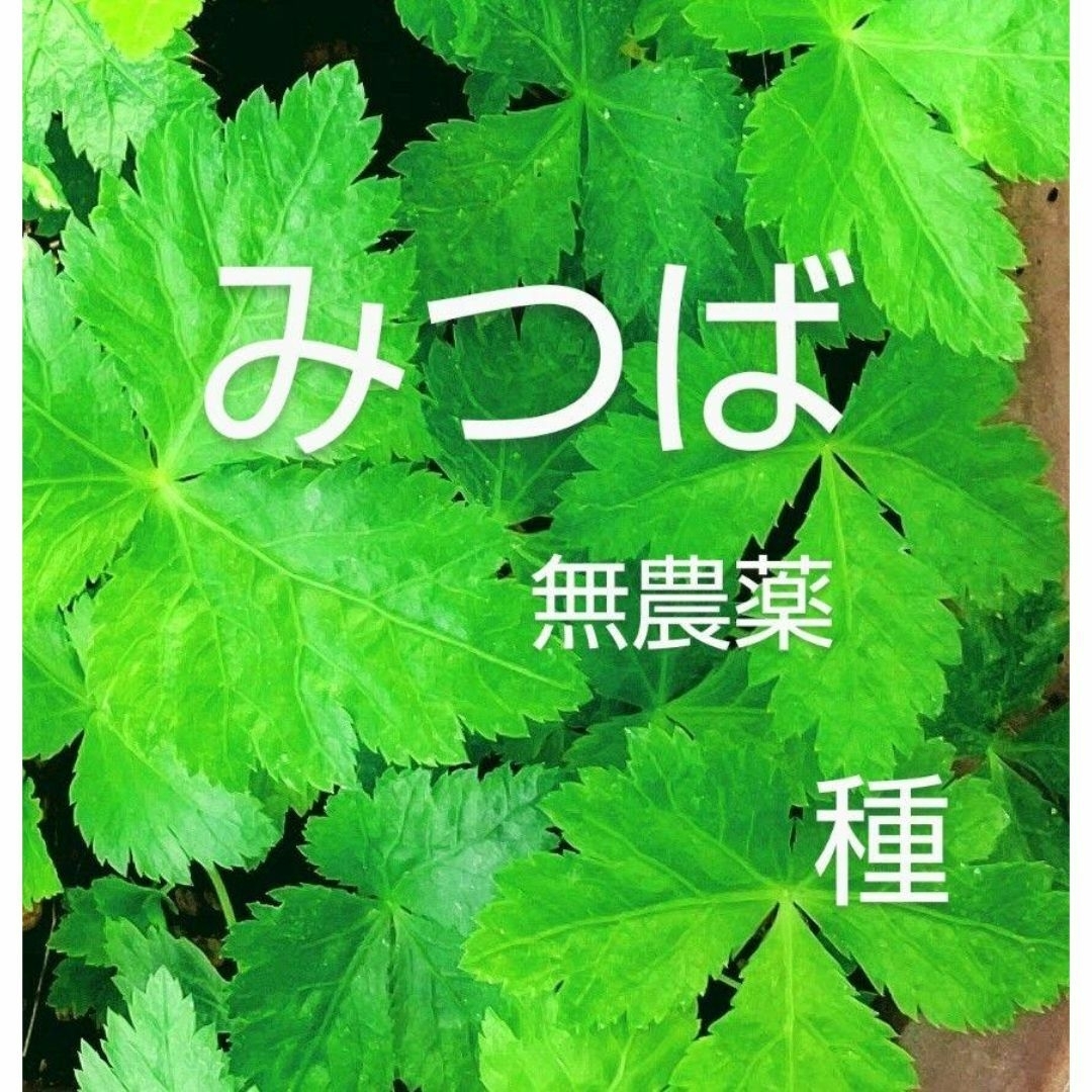 みつば⭐三つ葉の種　200 粒以上　無農薬　プランター栽培 食品/飲料/酒の食品(野菜)の商品写真