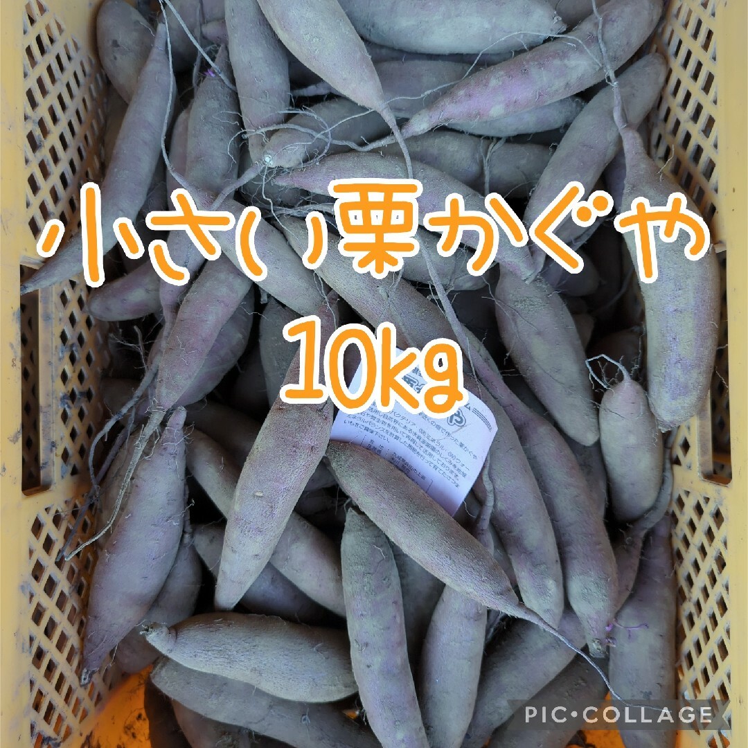 小さい栗かぐや10kg 食品/飲料/酒の食品(野菜)の商品写真