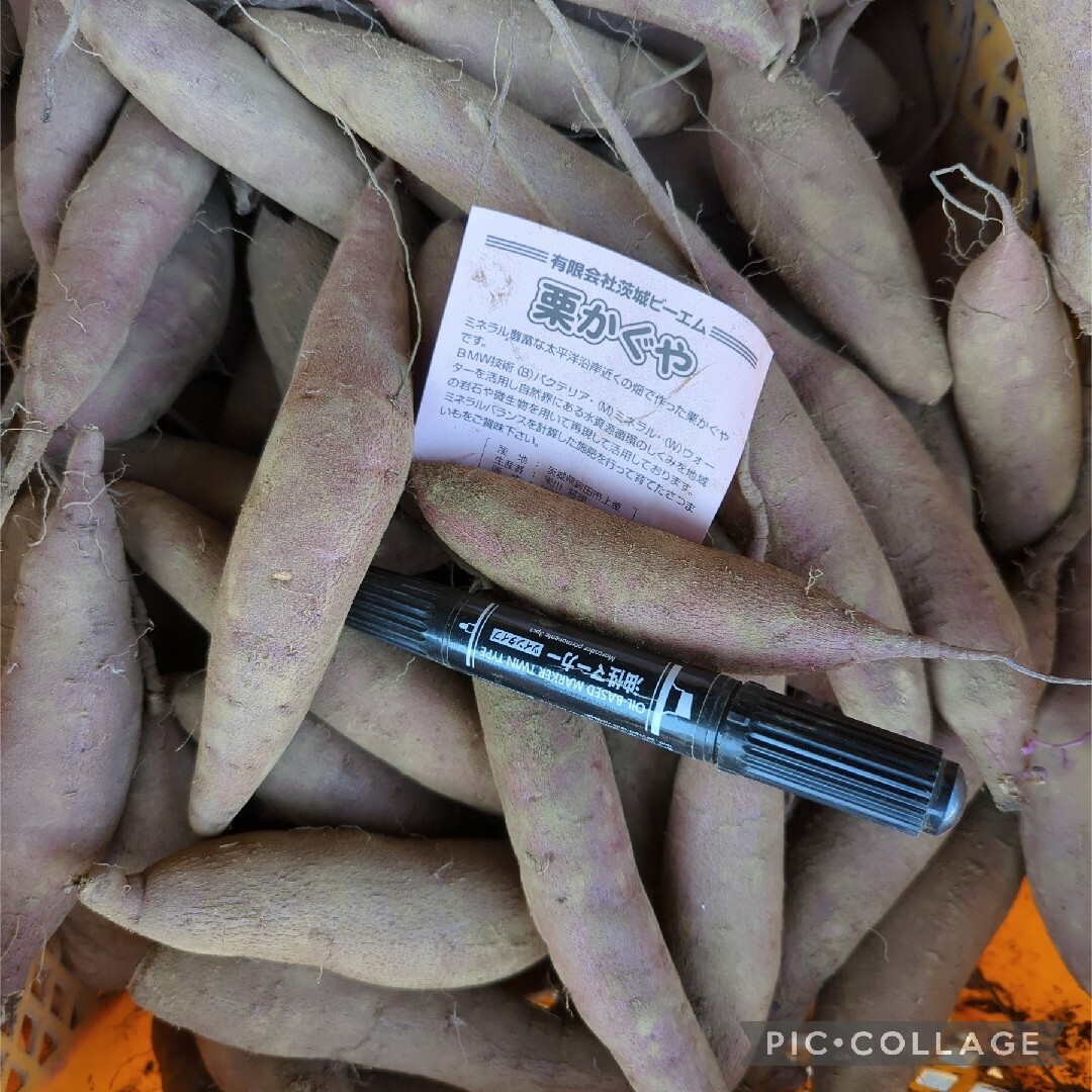 小さい栗かぐや10kg 食品/飲料/酒の食品(野菜)の商品写真