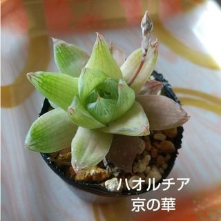 多肉植物 ハオルチア 京の華 抜き苗発送(その他)