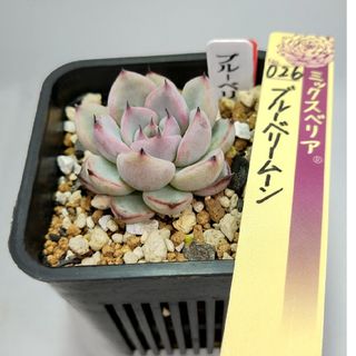 多肉植物 ミックスベリア 札無し  ブルーベリームーン 抜き苗(その他)