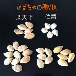 かぼちゃの種 MIX(野菜)