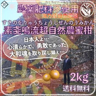 素戔嗚流超自然農蜜柑 2kg 1〜3年目 海乃蛙自然農園 農薬肥料不使用みかん(フルーツ)