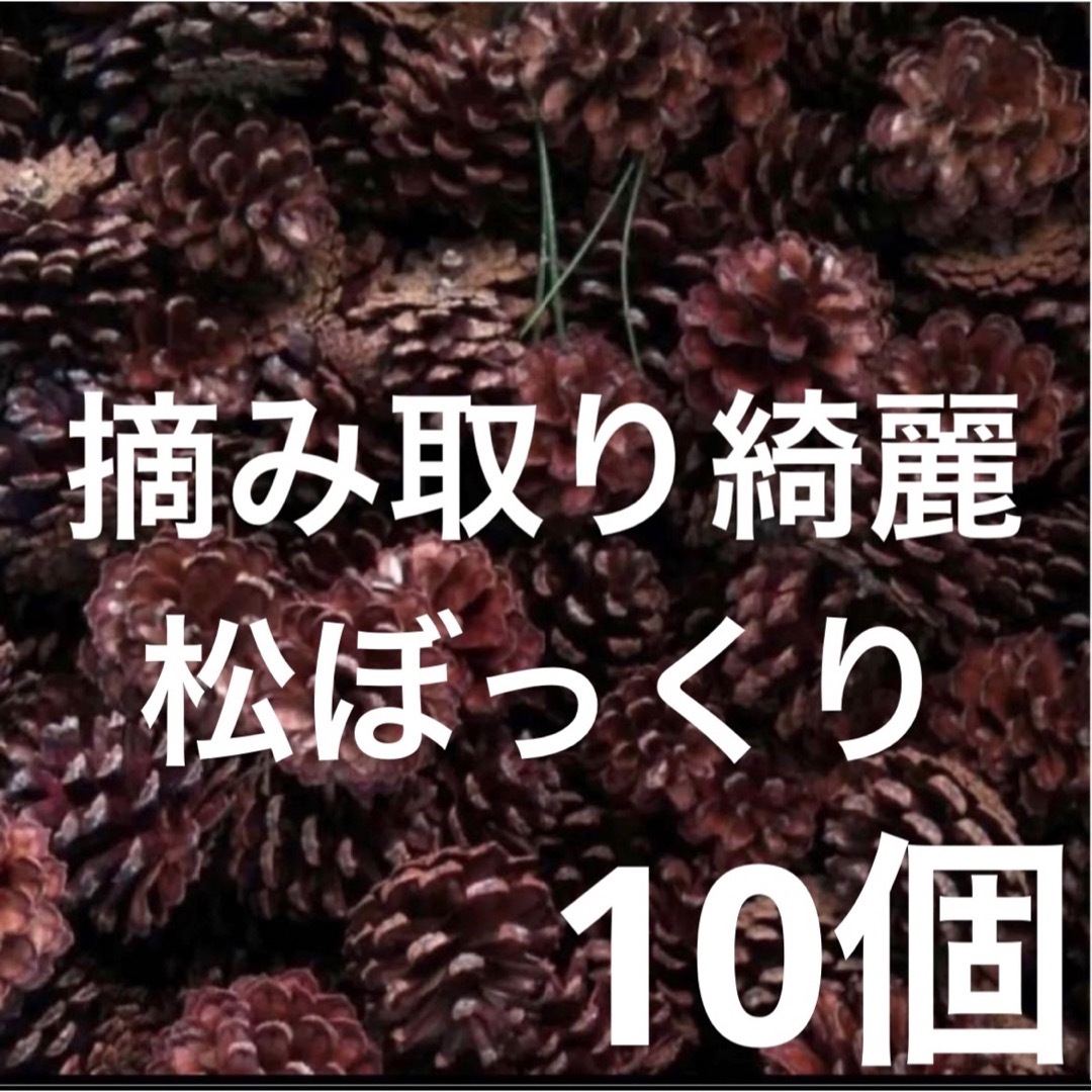 10個サービス品)摘み取り北海道産松ぼっくりマツカサ工作学校 ハンドメイドの素材/材料(各種パーツ)の商品写真