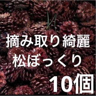 10個サービス品)摘み取り北海道産松ぼっくりマツカサ工作学校(各種パーツ)