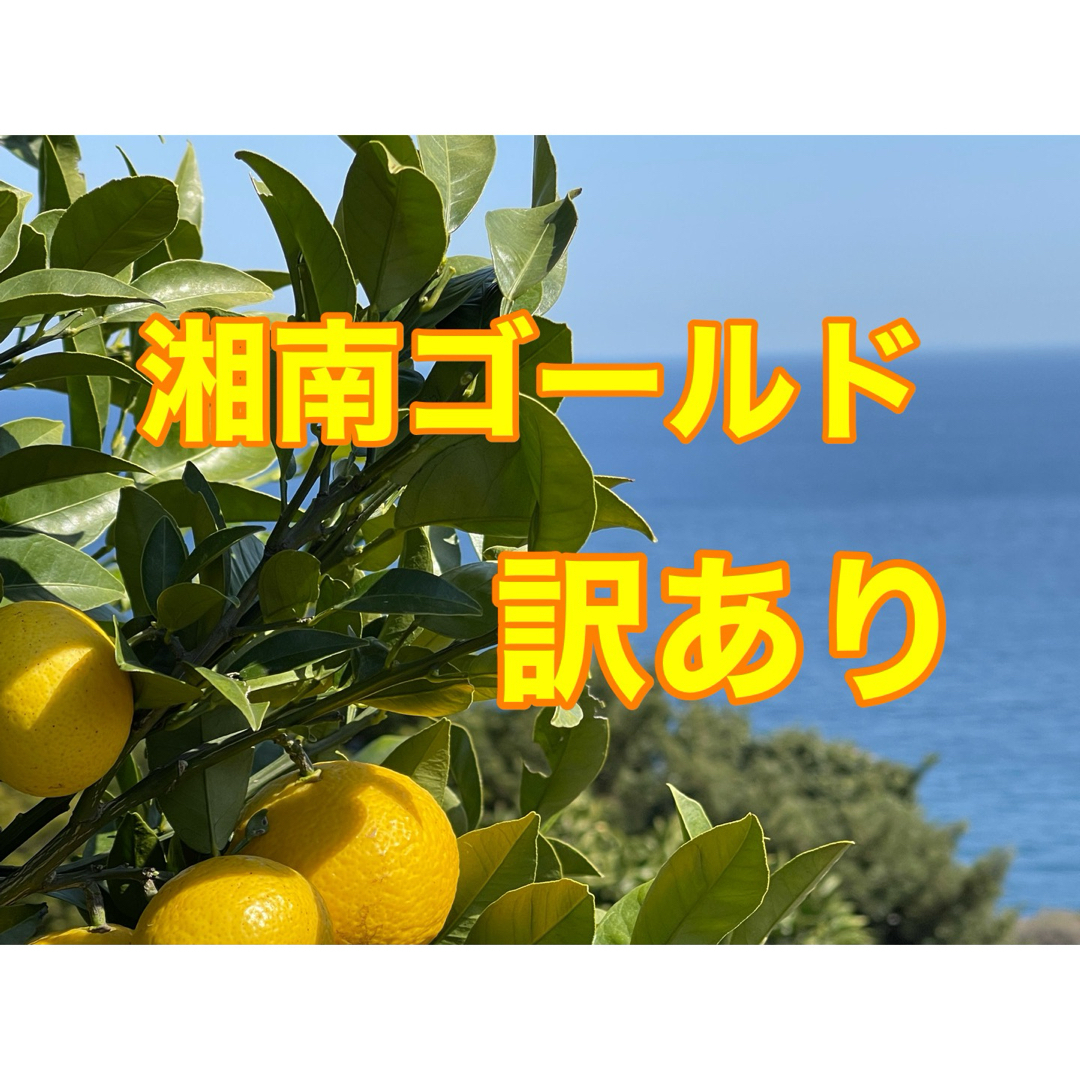 湘南ゴールド　訳あり　箱込み3kg    大小混合　無農薬　小田原・江の浦産 食品/飲料/酒の食品(フルーツ)の商品写真