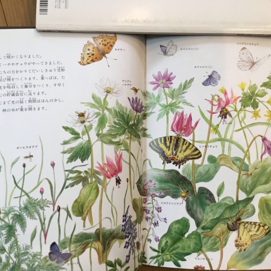 たくさんのふしぎ　花関連3冊 エンタメ/ホビーの本(絵本/児童書)の商品写真