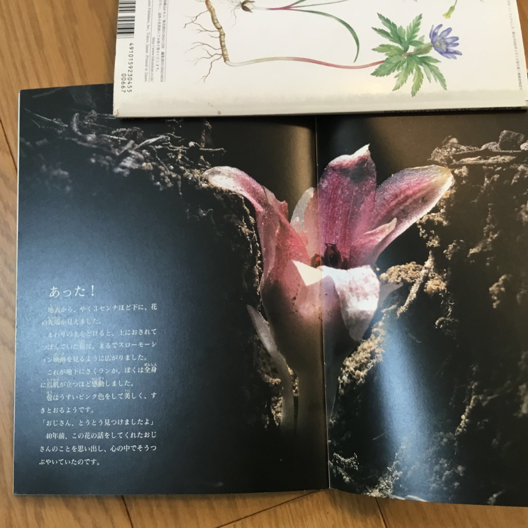 たくさんのふしぎ　花関連3冊 エンタメ/ホビーの本(絵本/児童書)の商品写真